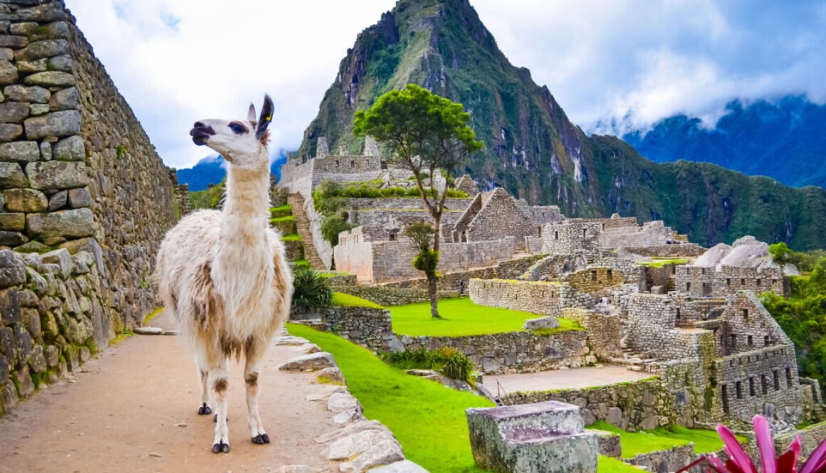 Funny,White,Lama,Standing,In,Machu,Picchu,Lost,City,Ruins