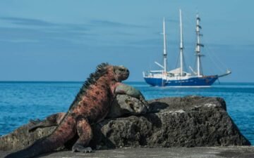 Iguana