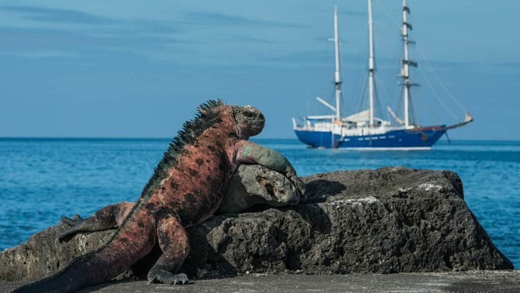 Iguana